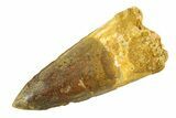 Bargain, Fossil Spinosaurus Tooth - Restored Tip #354734-1